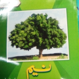 NEEM (Kifayat)
